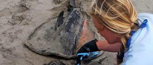 Eine Wissenschaftlerin vermisst die Überreste eines toten Delfins an der peruanischen Küste.