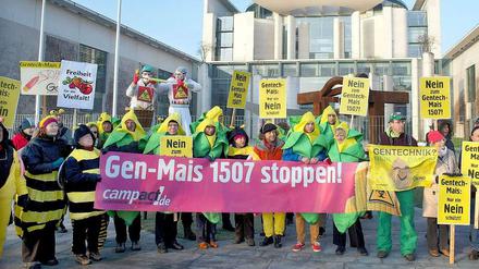 Niemand will ihn, aber er kommt doch: der genmanipulierte Mais 1507.