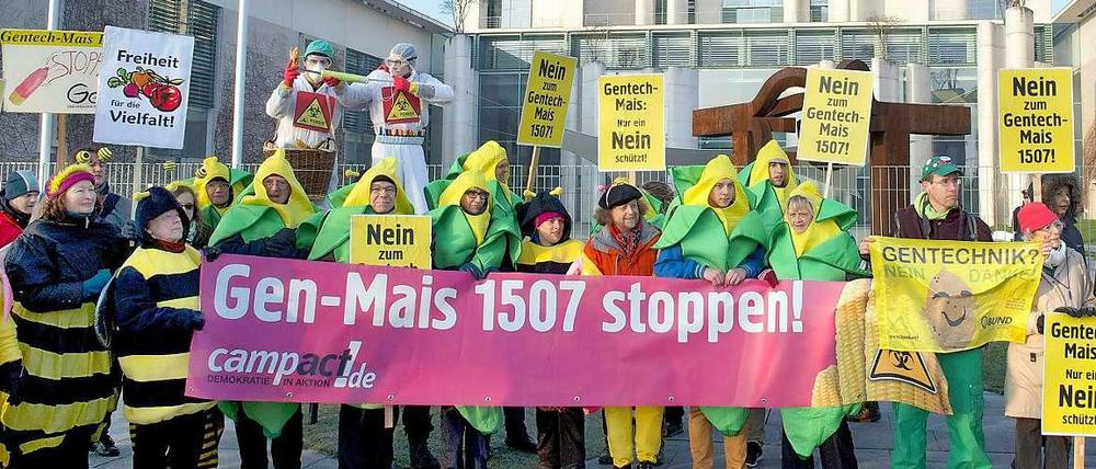 Niemand will ihn, aber er kommt doch: der genmanipulierte Mais 1507.