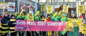 Niemand will ihn, aber er kommt doch: der genmanipulierte Mais 1507.