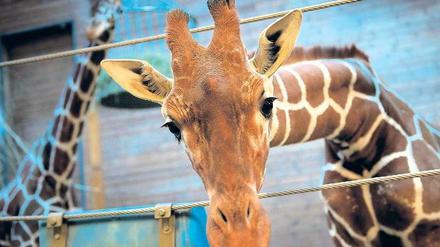Drohende Inzucht. Der eineinhalbjährige Giraffenbulle Marius wurde am Sonntag getötet. 