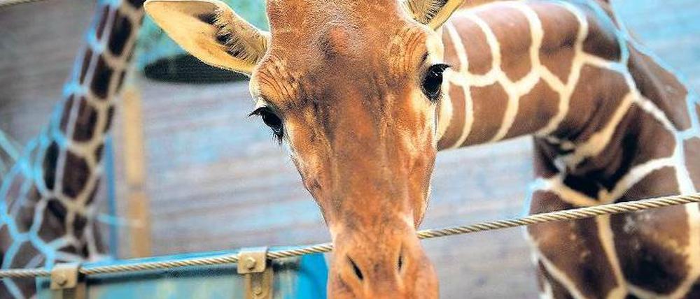 Drohende Inzucht. Der eineinhalbjährige Giraffenbulle Marius wurde am Sonntag getötet.
