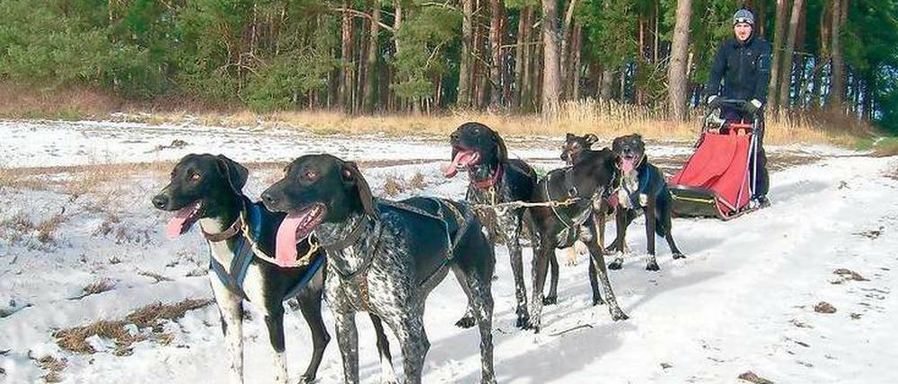 Los geht's. André Wolff und seine sechs Hounds vorm Schlitten.