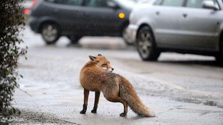 Der Fuchs von der Stresemannstraße hat keine Angst vor den Tücken der Großstadt. Vielleicht überlebt er sie ja.