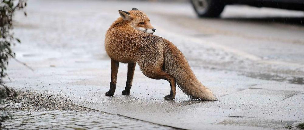 Der Fuchs von der Stresemannstraße hat keine Angst vor den Tücken der Großstadt. Vielleicht überlebt er sie ja.