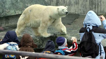 Eisbär Anton im Stuttgarter Zoo