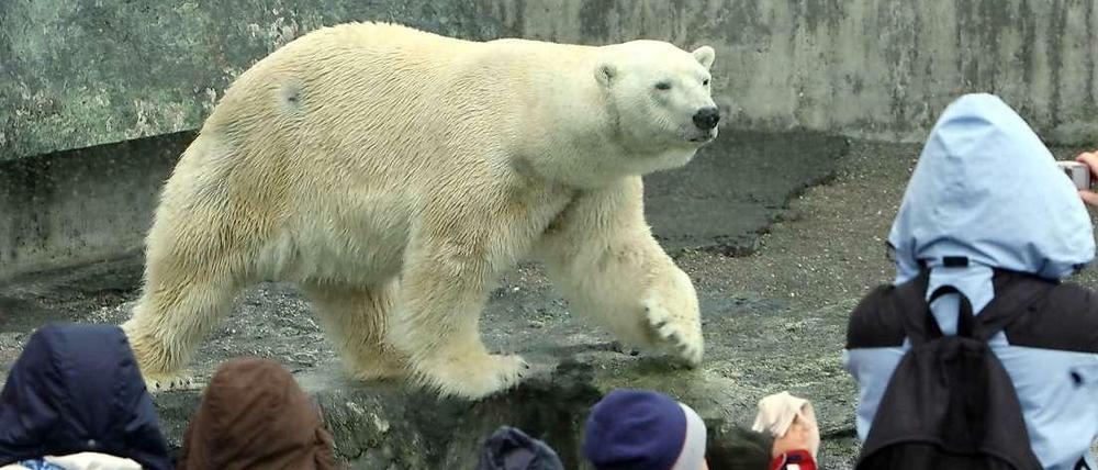 Eisbär Anton im Stuttgarter Zoo