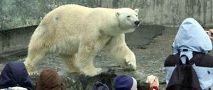 Eisbär Anton im Stuttgarter Zoo