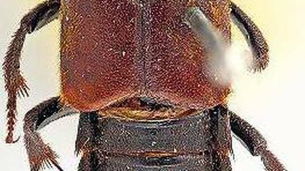 Einer von zweien. Von Darwinilus sedarisi sind bisher nur zwei Exemplare bekannt. Vermutlich ist die Art bereits ausgestorben. 