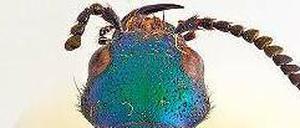 Einer von zweien. Von Darwinilus sedarisi sind bisher nur zwei Exemplare bekannt. Vermutlich ist die Art bereits ausgestorben. 