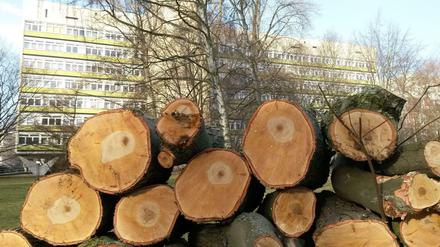 Da ist kein Wurm drin. Ein gefällter Baum am Rande des Hansaviertels.