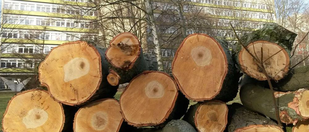 Da ist kein Wurm drin. Ein gefällter Baum am Rande des Hansaviertels.