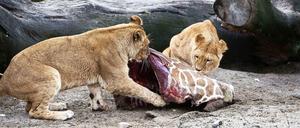Löwen fressen im Kopenhagener Zoo den Giraffenbullen Marius.