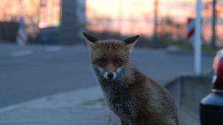 Wildes Berlin. 1600 Füchse sollen in der Stadt leben.