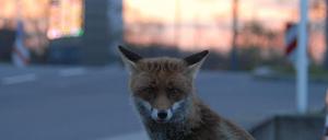 Wildes Berlin. 1600 Füchse sollen in der Stadt leben.
