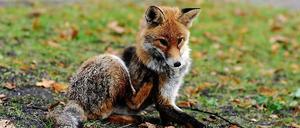 Der Zoo hat ein Fuchs-Problem: Immer mehr Tiere werden von den wildlebenden Berliner Füchsen gerissen, darunter auch sehr exotische Exemplare wie Brillenpinguine.