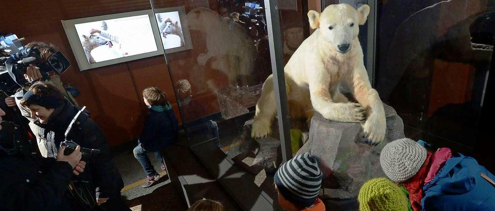 Star hinter Glas. 150 000 Besucher sahen den Zooeisbären allein im Frühjahr 2013. Jetzt soll seine Dermoplastik bald wieder Publikumsmagnet im Museum für Naturkunde werden. Knut? Unsterblich.