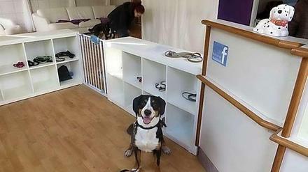 Wuff! Dando in der Hundekita in Steglitz-Zehlendorf. Ein Selbstversuch und Besuch.