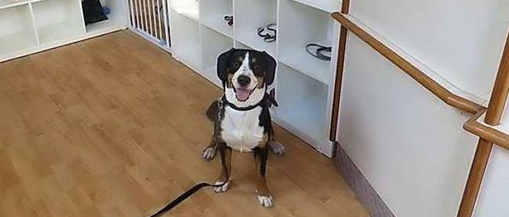 Wuff! Dando in der Hundekita in Steglitz-Zehlendorf. Ein Selbstversuch und Besuch.