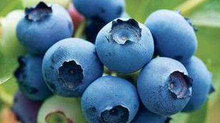 Blue Valentine. Heidelbeeren sind bei Deutschen beliebter als Johannisbeeren.
