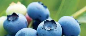 Blue Valentine. Heidelbeeren sind bei Deutschen beliebter als Johannisbeeren.