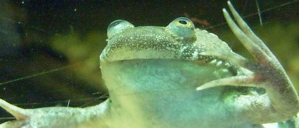 Der Krallenfrosch, Xenopus laevis, reagiert sensibel auf hormonell wirksame Stoffe. Sind sie im Wasser vorhanden, ändert er sein Rufverhalten.