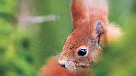 Eichhörnchen, sei wachsam.