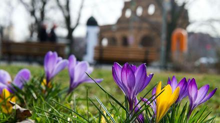 Frühling am Anhalter Bahnhof in Berlin. Die ersten Krokusse blühen bereits.