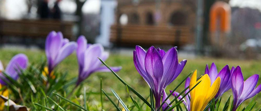 Frühling am Anhalter Bahnhof in Berlin. Die ersten Krokusse blühen bereits.
