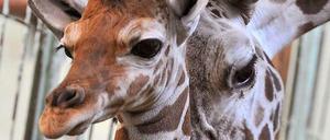 Giraffe Chira mit Sohn Zulu.