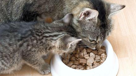 Katzen sind wählerisch. Sie an ein neues Futter zu gewöhnen, wenn das alte schlecht bewertet wurde, ist aber trotzdem möglich. Und im Interesse der Katze.