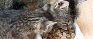 Katzen sind wählerisch. Sie an ein neues Futter zu gewöhnen, wenn das alte schlecht bewertet wurde, ist aber trotzdem möglich. Und im Interesse der Katze.