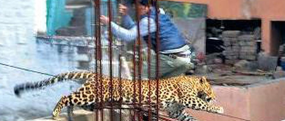 Ein Passant springt vor einem Leopard, der sich verirrt hat, in Sicherheit.