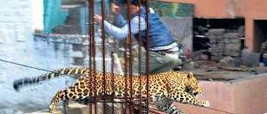 Ein Passant springt vor einem Leopard, der sich verirrt hat, in Sicherheit. 