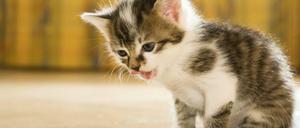 Na, wo ist das Futter? Rund 1,5 Milliarden Euro gaben die Deutschen im Jahr 2012 für das Fressen ihrer Katzen aus.