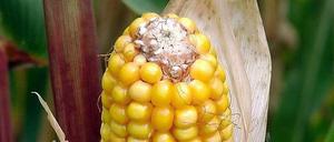 Im Labor verändert: Mit dem Mais 1507 kommt nun die zweite Gen-Sorte auf den Markt.