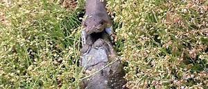 In Australien hat eine Schlange ein Krokodil vollständig verschlungen.