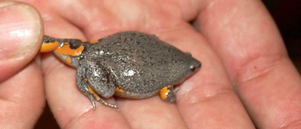 Engmaulfrosch Camilo wird nur zwei Zentimeter groß