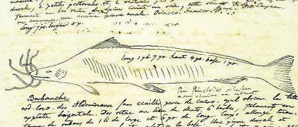 Von Alexander von Humboldt gezeichnete Flussfische aus dem Orinoco.