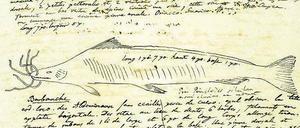 Von Alexander von Humboldt gezeichnete Flussfische aus dem Orinoco.