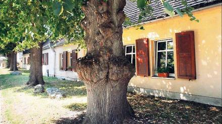 Das Dorf lockt: Brandenburg wird für ältere Berliner als Wohnsitz beliebt. Besonders wenn es so malerisch aussieht, wie in diesem Gutspark in Petzow.