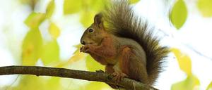 Den Eichhörnchen in Köpenick wird künftig über die Straße geholfen.