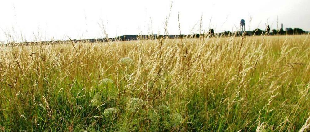 Das Tempelhofer Feld.