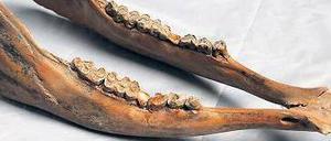 Der mehr als 10 000 Jahre alte Unterkiefer eines Auerochsen.