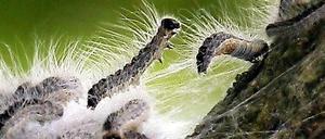 Eichenprozessionsspinner unter sich. Mit solch einem Gewusel ist nun erstmal Schluss in Potsdam und Umland. Die Population könnte sich aber wieder stark vermehren.