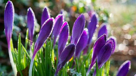 Krokusse treiben schon aus - sie sind aber winterliche Temperaturen gewöhnt und überstehen frostige Nächte daher gut.