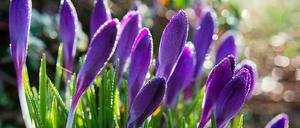 Krokusse treiben schon aus - sie sind aber winterliche Temperaturen gewöhnt und überstehen frostige Nächte daher gut.