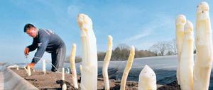 Weiße Ware. Bald werden auch auf Brandenburgs Feldern die Stangen geerntet, die wie hier in Niedersachsen bereits aus dem Boden gucken.