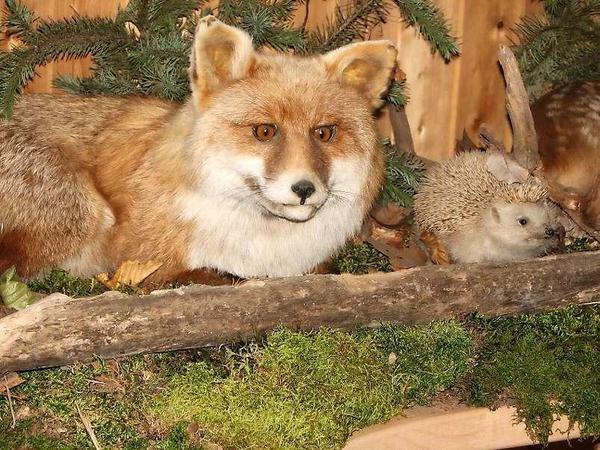 Wo sich Hase, ähm, Fuchs und Igel gute Nacht sagen...