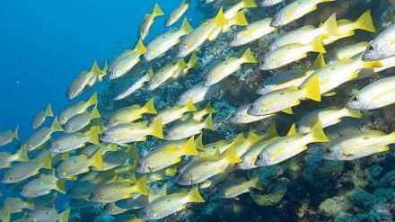 Orientierung. Im Internet zählt die Meinung vieler Nutzer. Wie im Fischschwarm erleichtert die Gruppe Entscheidungen. 